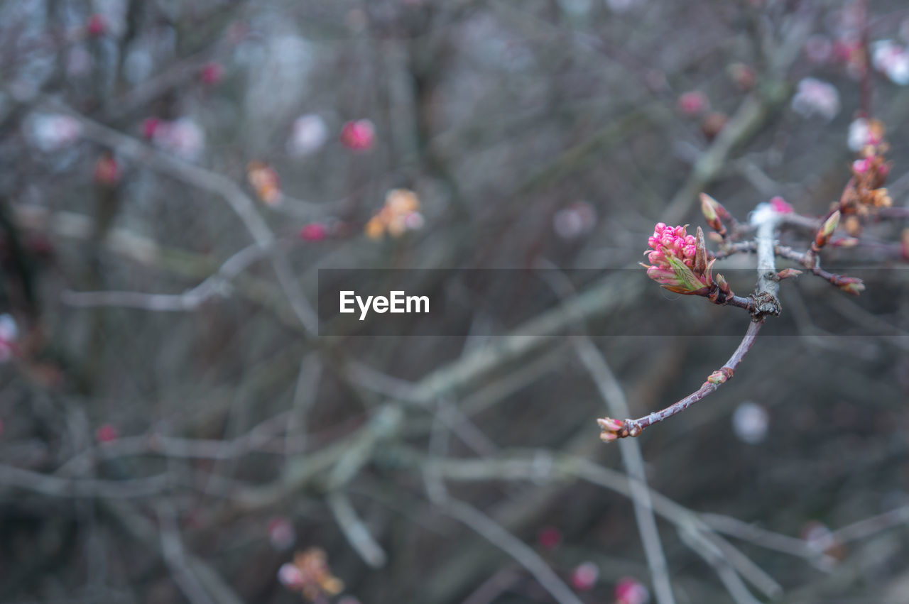 Cool toned close up of deep pink flower buds on a branch off center. blurred tangled branches