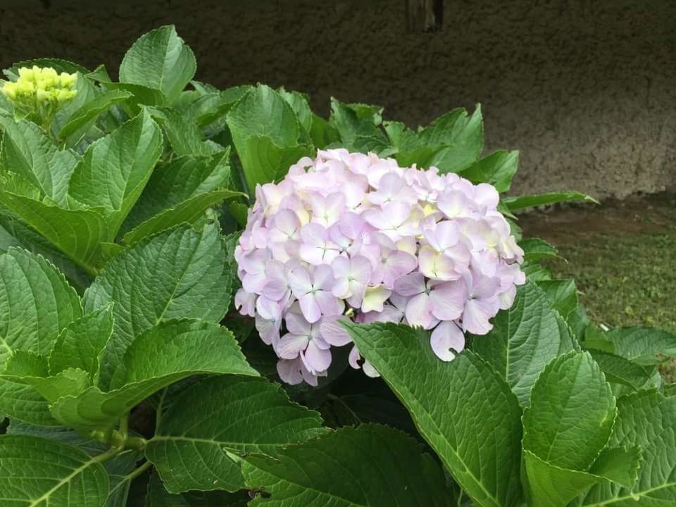 CLOSE-UP OF PINK FLOWER BLOOMING