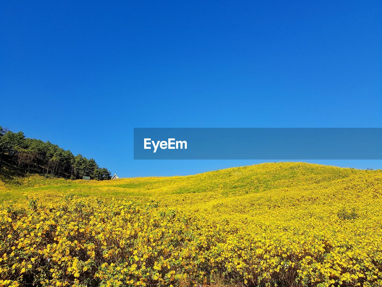 Yellow flowering plants on field against clear blue sky