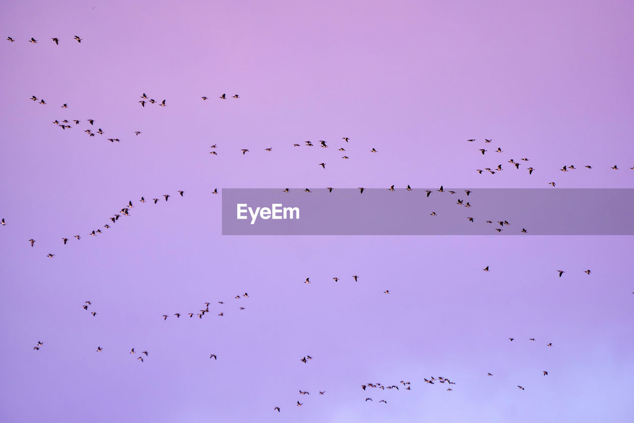 Flock of birds flying against sky during sunset