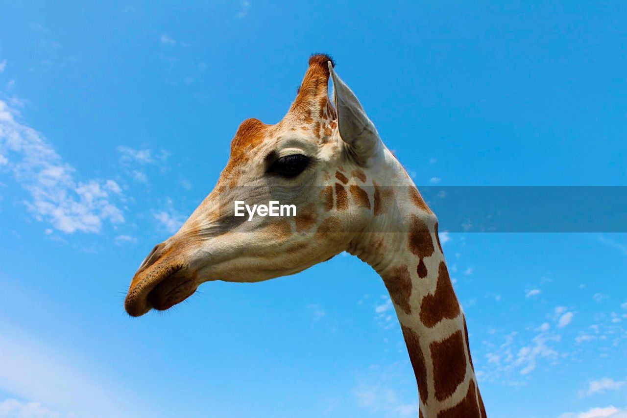 Close-up of giraffe against sky