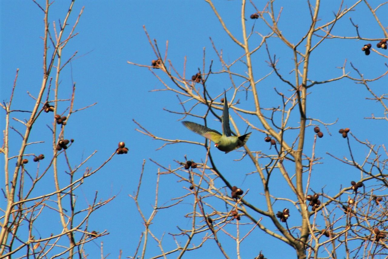 LOW ANGLE VIEW OF BIRD PERCHING ON TREE AGAINST SKY