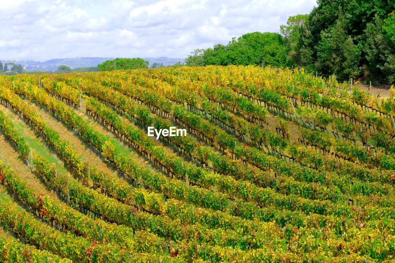 Scenic view of vineyard field against sky