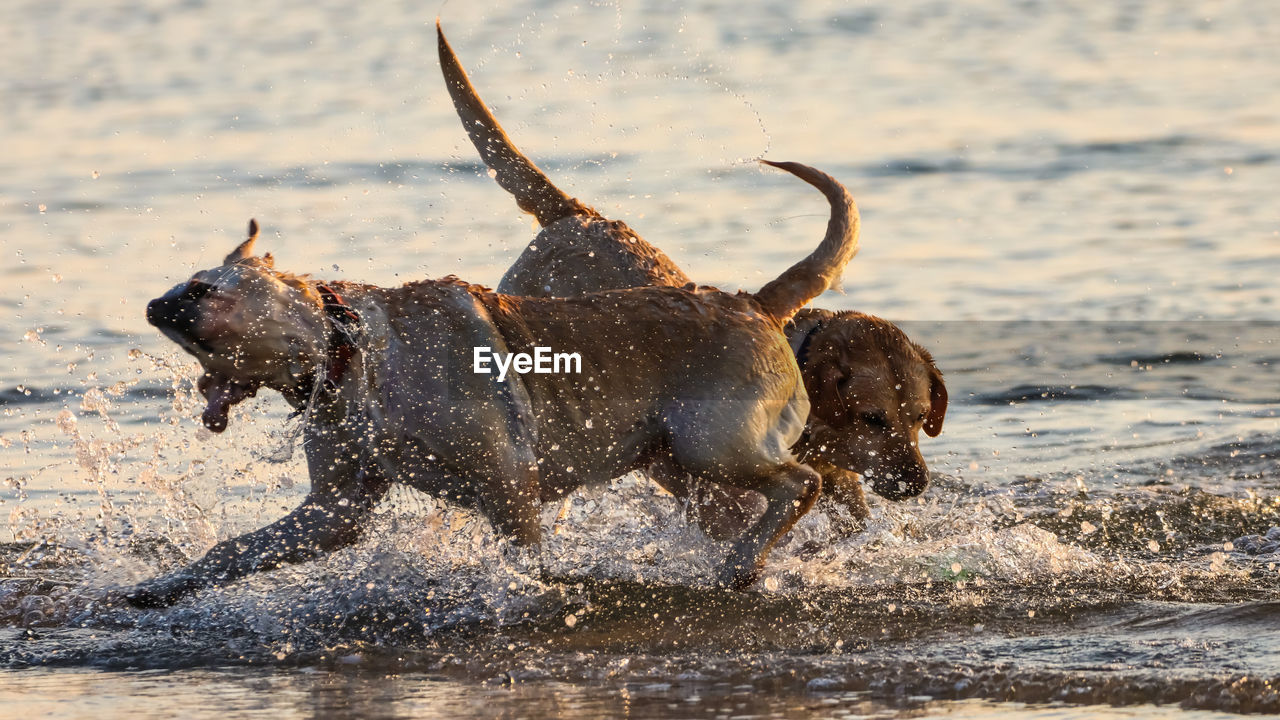 HORSE RUNNING IN WATER