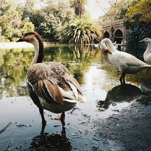 BIRDS IN LAKE