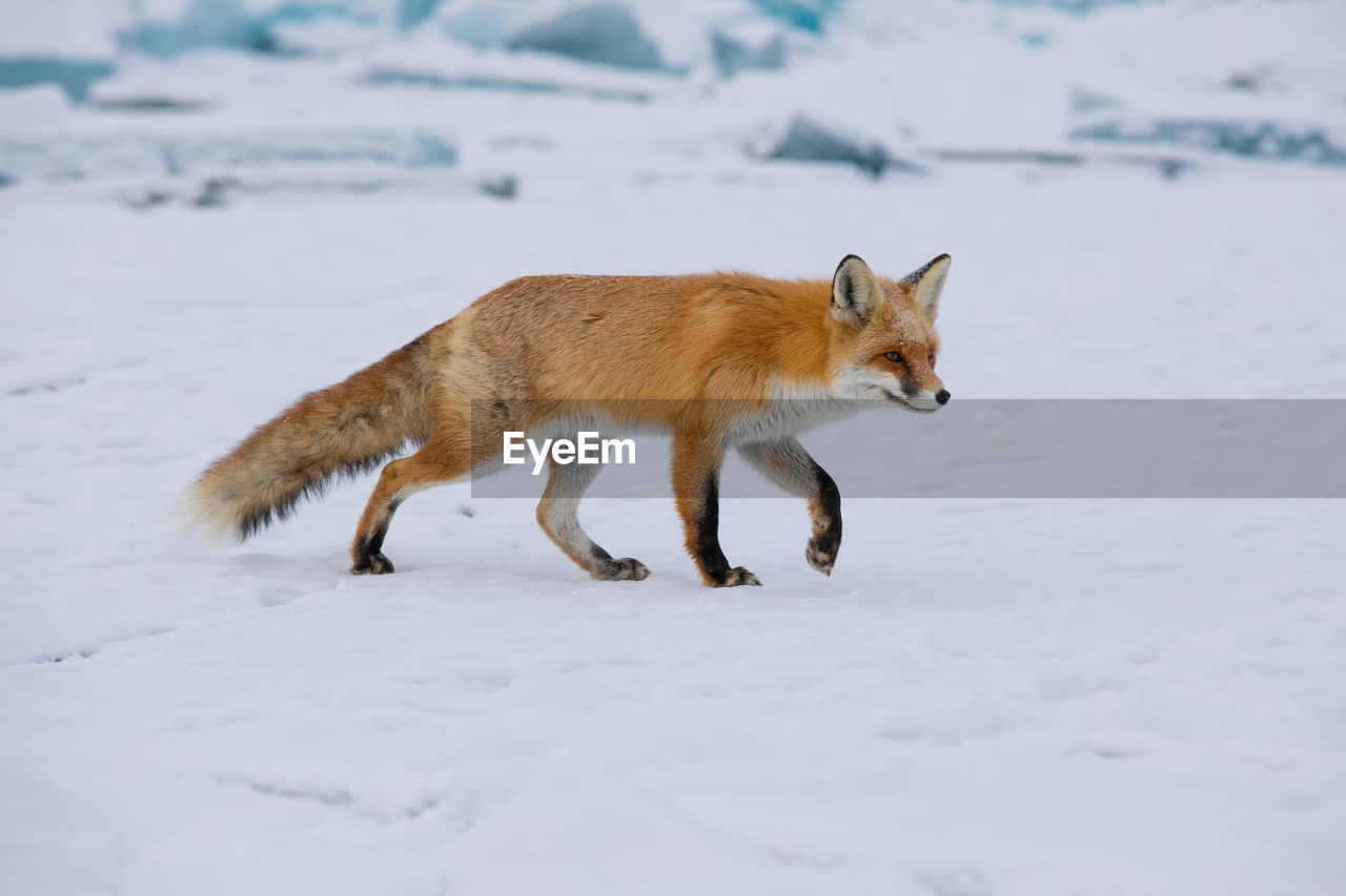 animal, animal themes, fox, animal wildlife, one animal, red fox, snow, mammal, winter, wildlife, cold temperature, carnivore, no people, nature, animals hunting, side view, full length, outdoors, coyote, walking, environment