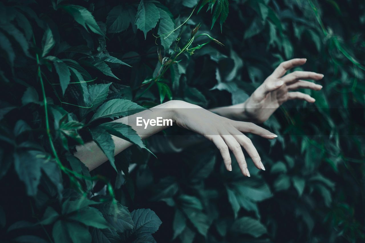 Cropped hands of woman amidst plants