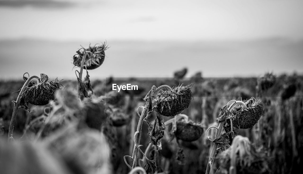 Close-up of flowers growing in field