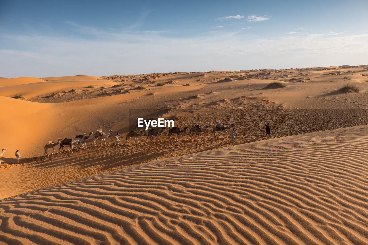 People and camels on sand dunes against sky