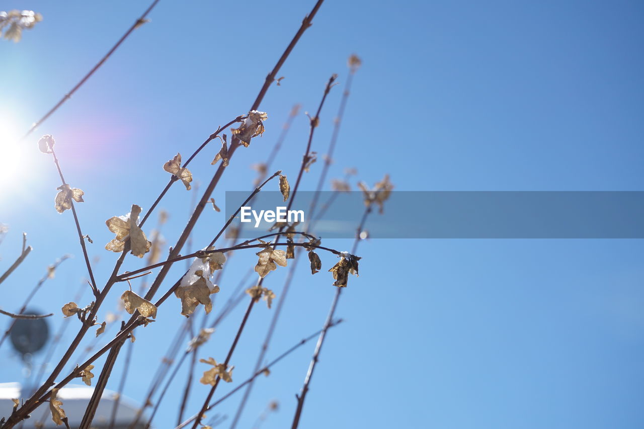 CLOSE-UP OF CHERRY BLOSSOM AGAINST BLUE SKY