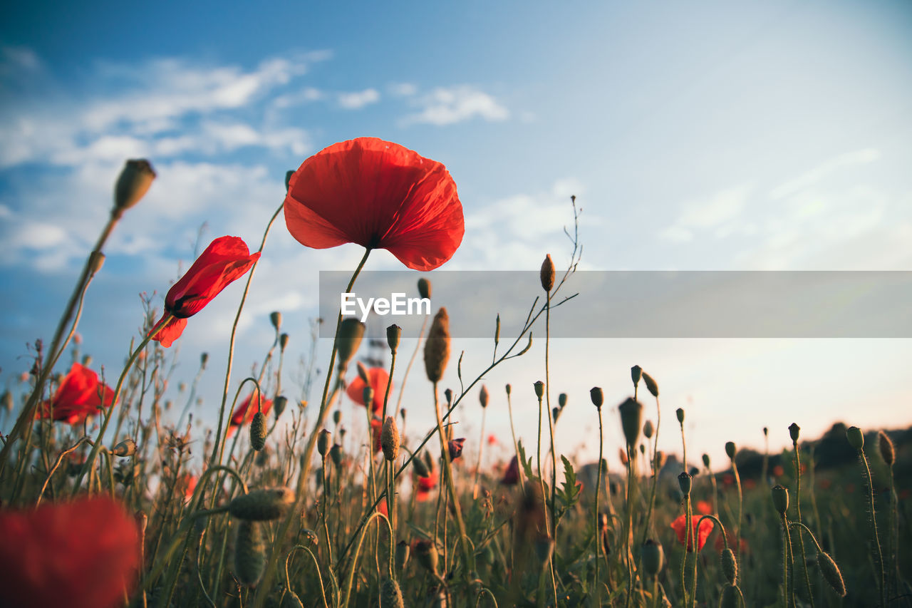 close-up of flowers blooming on field against sky during sunset