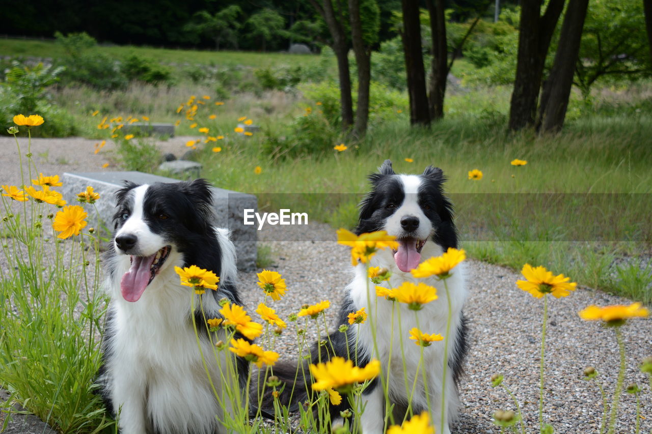 Border collie dogs sitting by yellow flowers in park