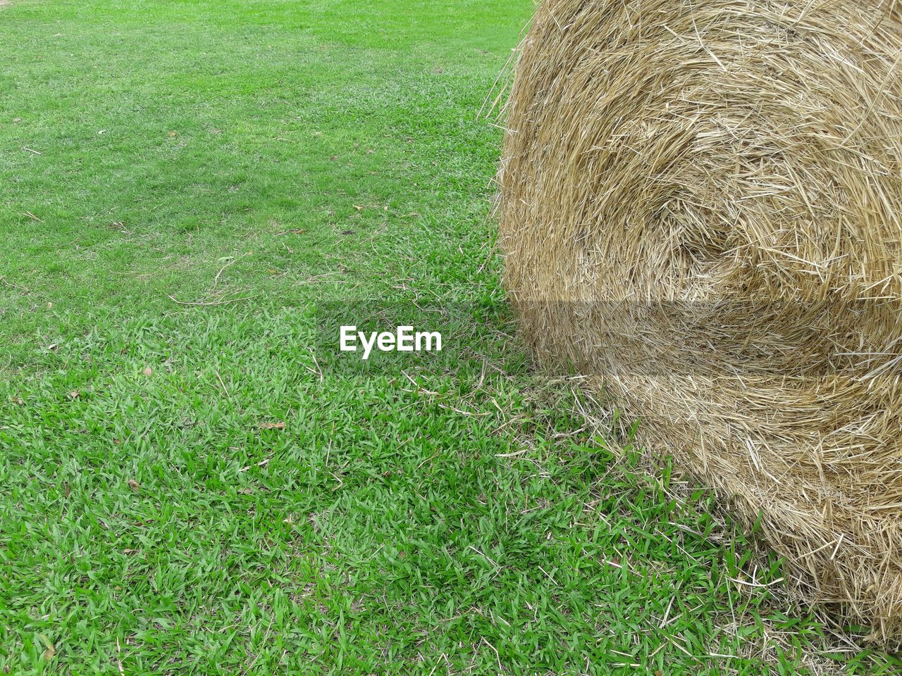 HIGH ANGLE VIEW OF HAY ON FIELD