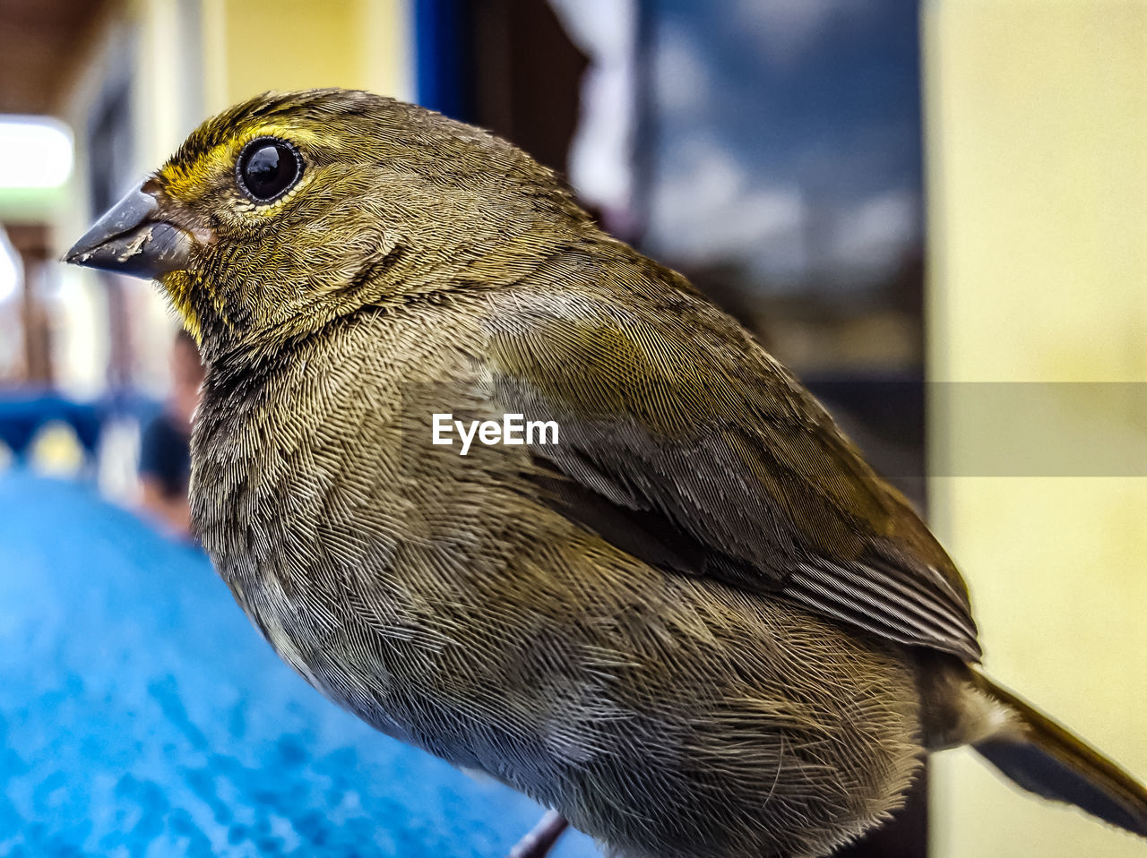 CLOSE-UP OF SPARROW PERCHING