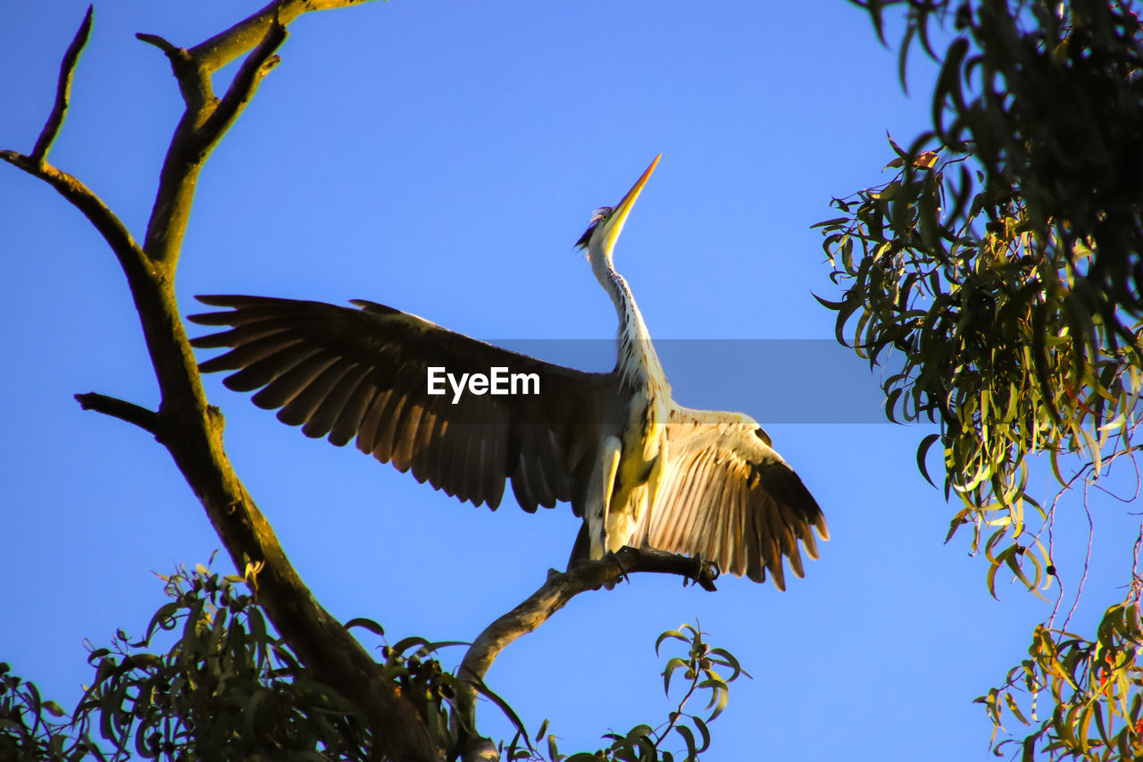 LOW ANGLE VIEW OF BIRD FLYING