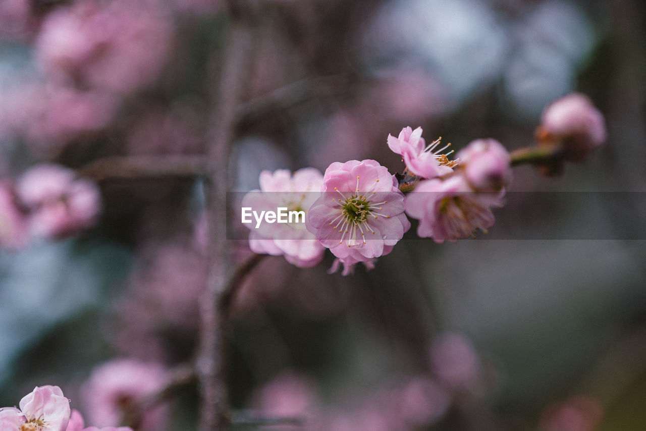 close-up of purple flowers