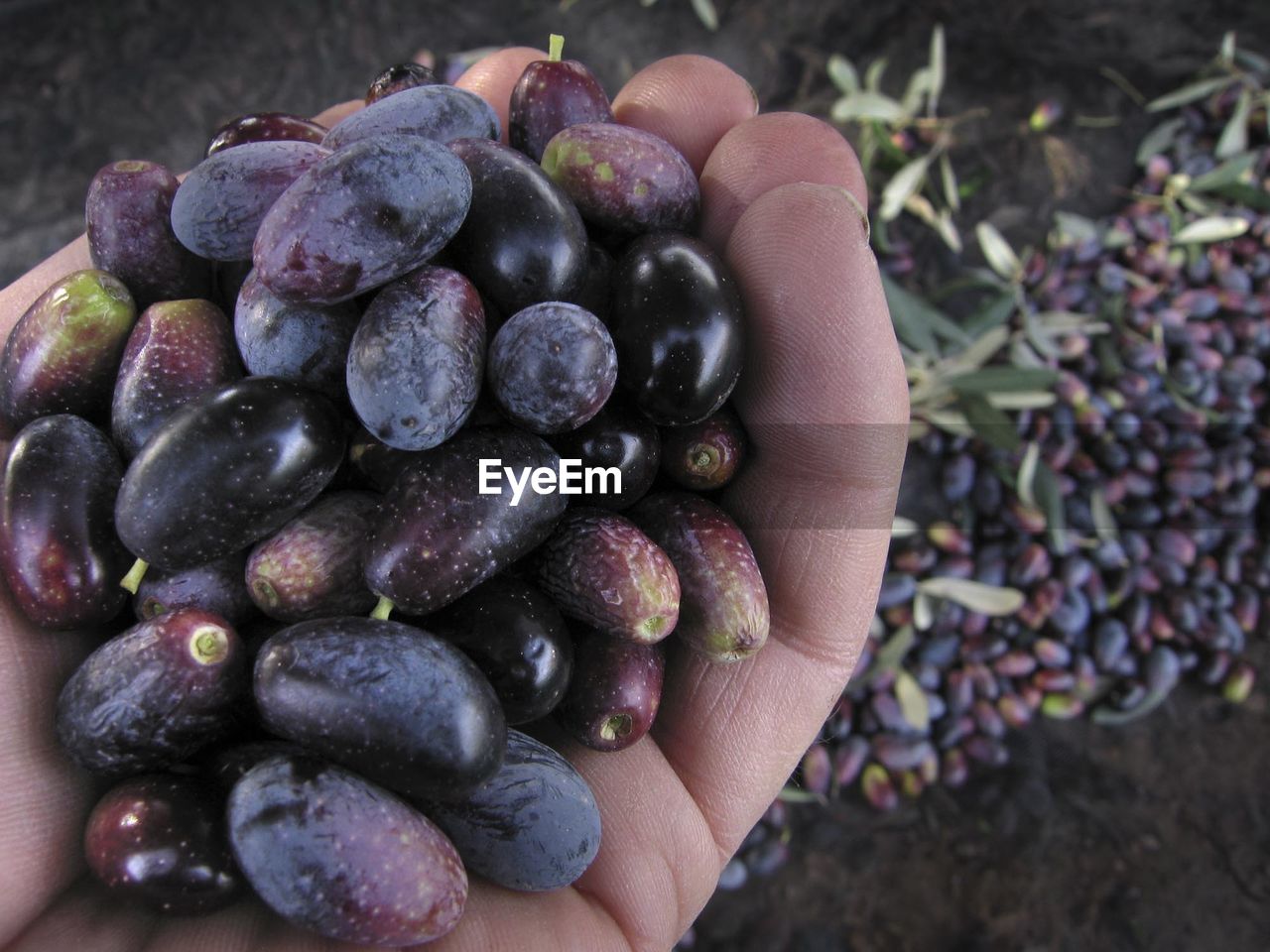 Cropped hand of person holding olives