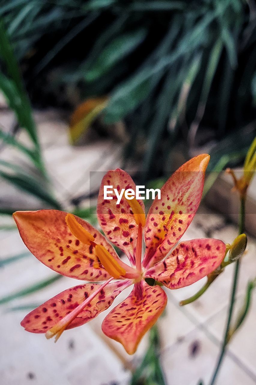 Close-up of orange flowering plant