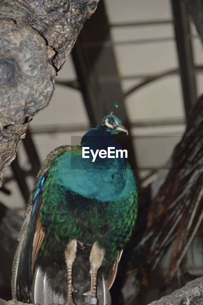 CLOSE-UP OF TWO BIRDS