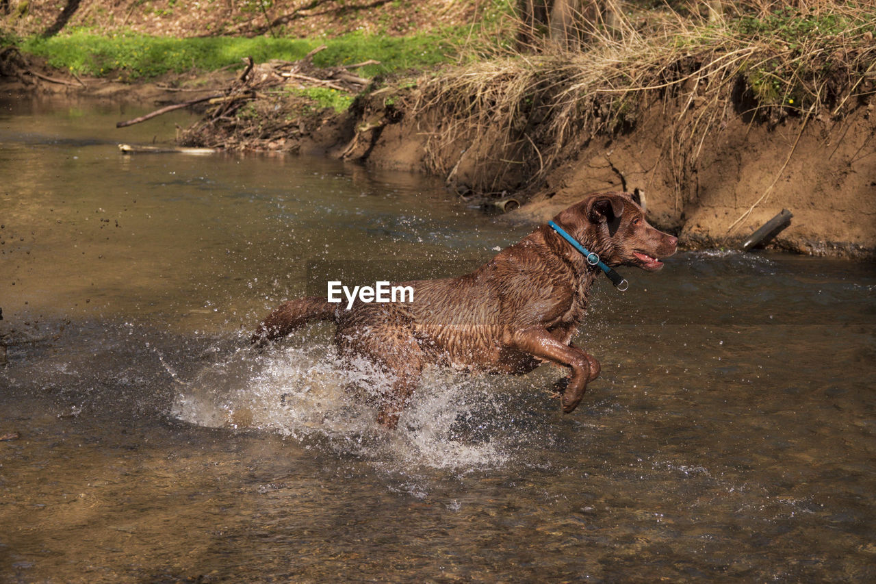 View of dog running in river