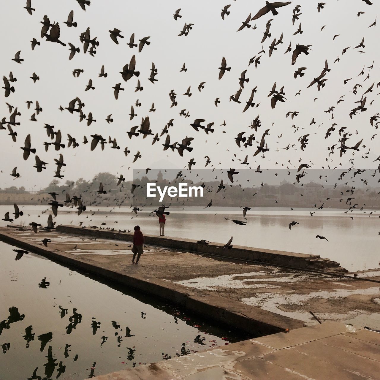 BIRDS FLYING OVER BEACH AGAINST SKY