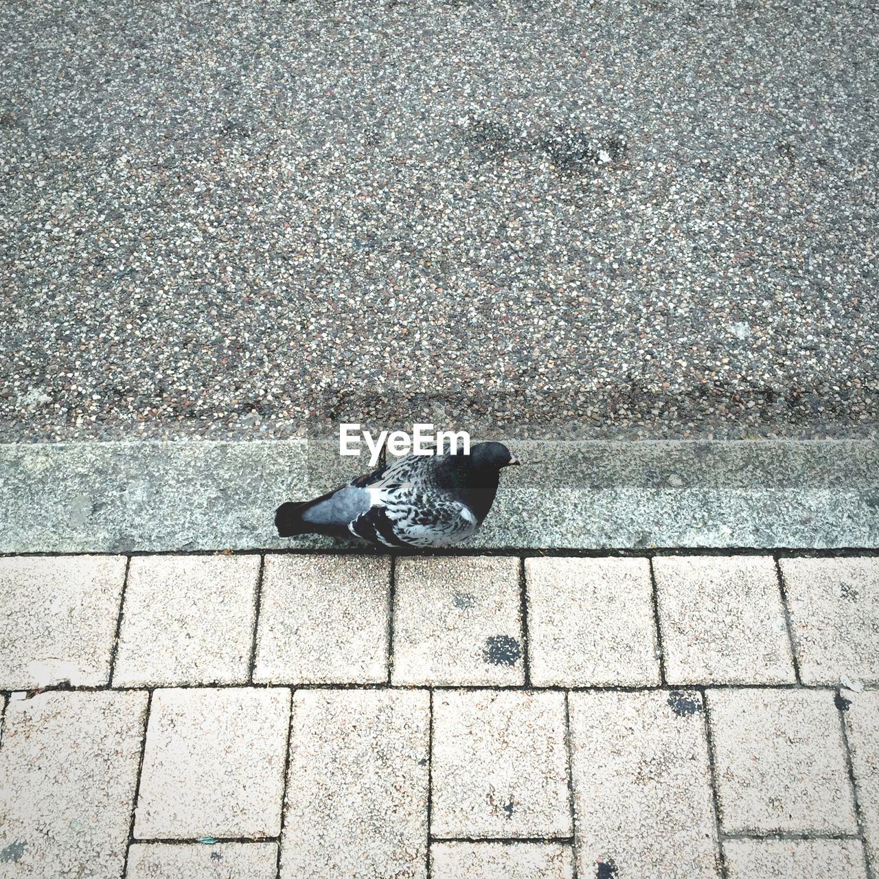 High angle view of pigeon on sidewalk