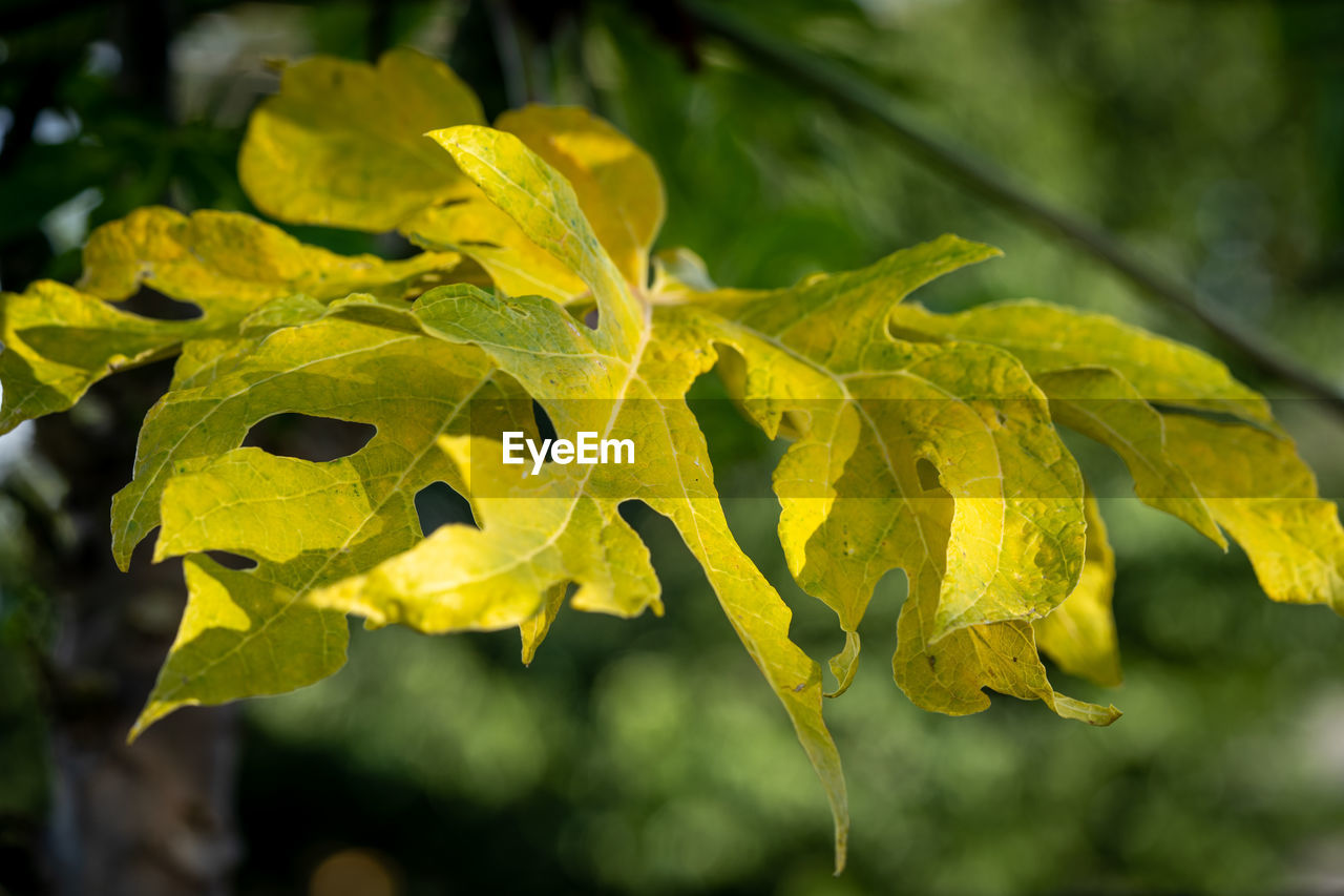 yellow, tree, leaf, plant part, plant, autumn, nature, green, flower, sunlight, branch, close-up, macro photography, focus on foreground, shrub, beauty in nature, no people, outdoors, maple, growth, food and drink, food, day, freshness, environment