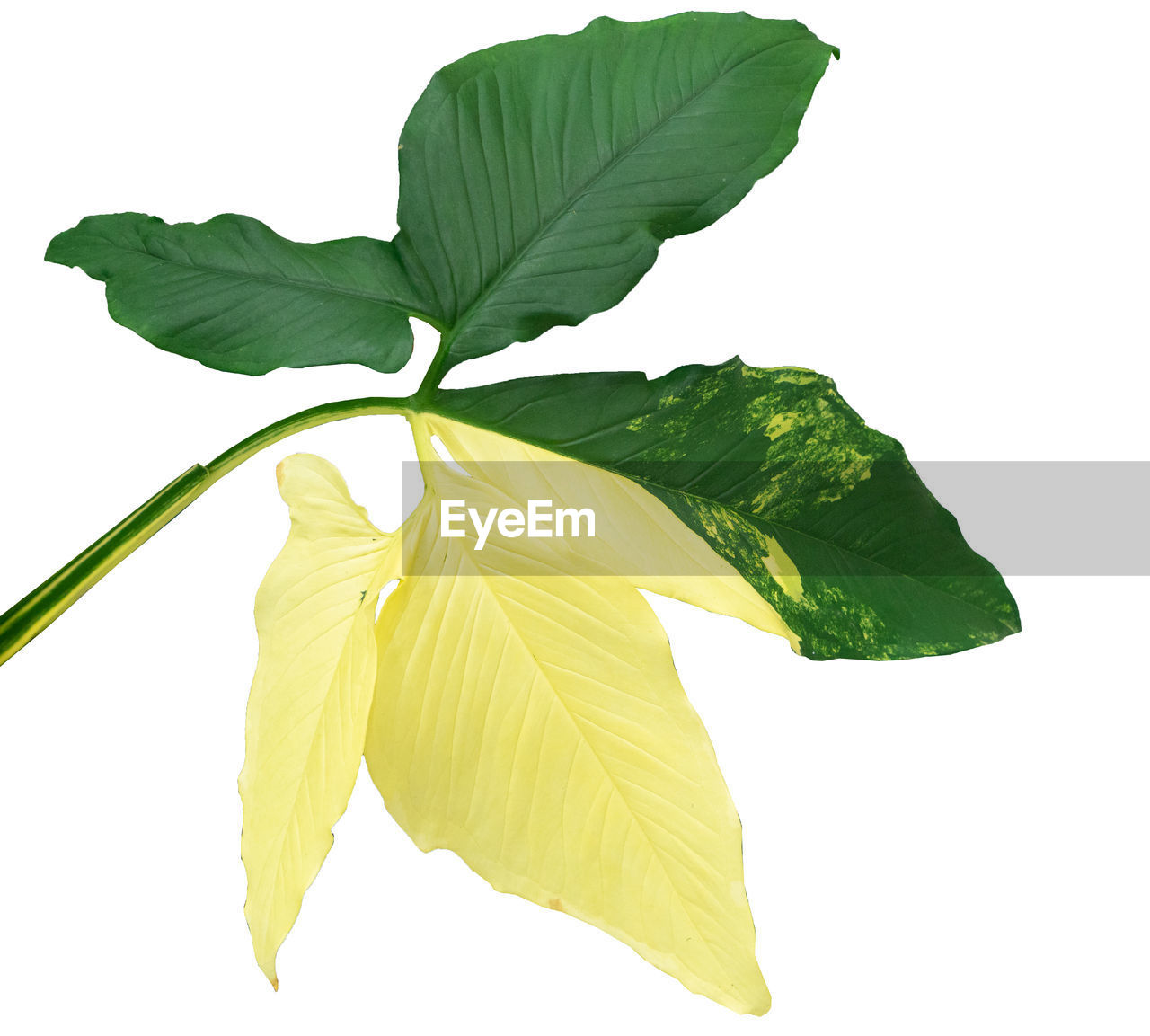 leaf, plant part, green, plant, nature, cut out, flower, white background, freshness, branch, no people, yellow, tree, studio shot, food and drink, produce, beauty in nature, food, close-up, plant stem, indoors, leaf vein