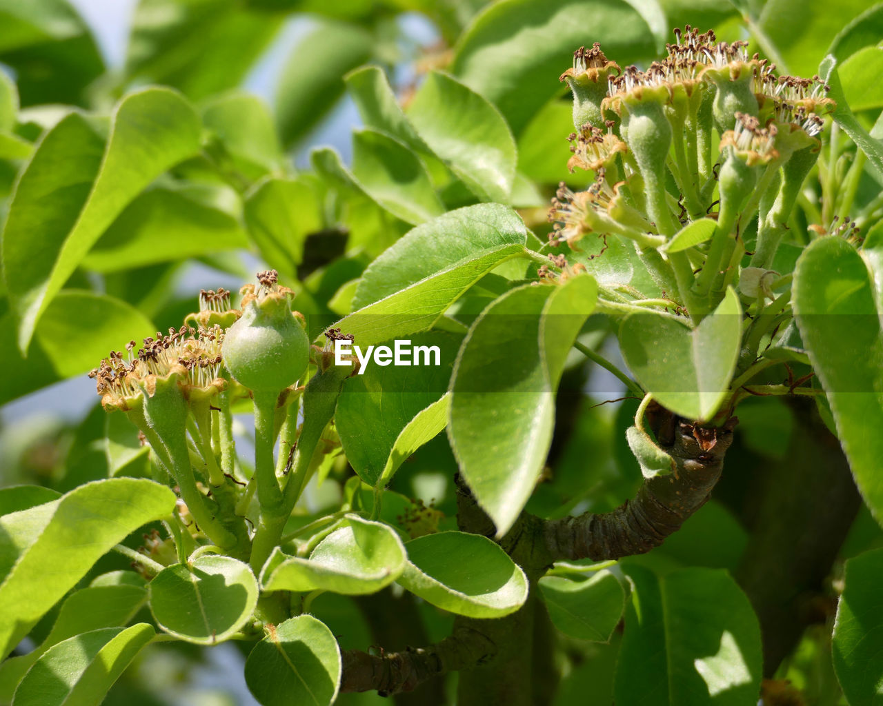 CLOSE-UP OF INSECT ON GREEN PLANT