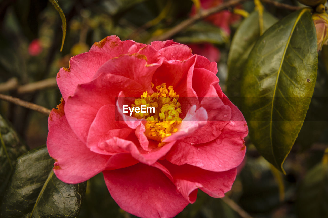 CLOSE-UP OF PINK ROSES