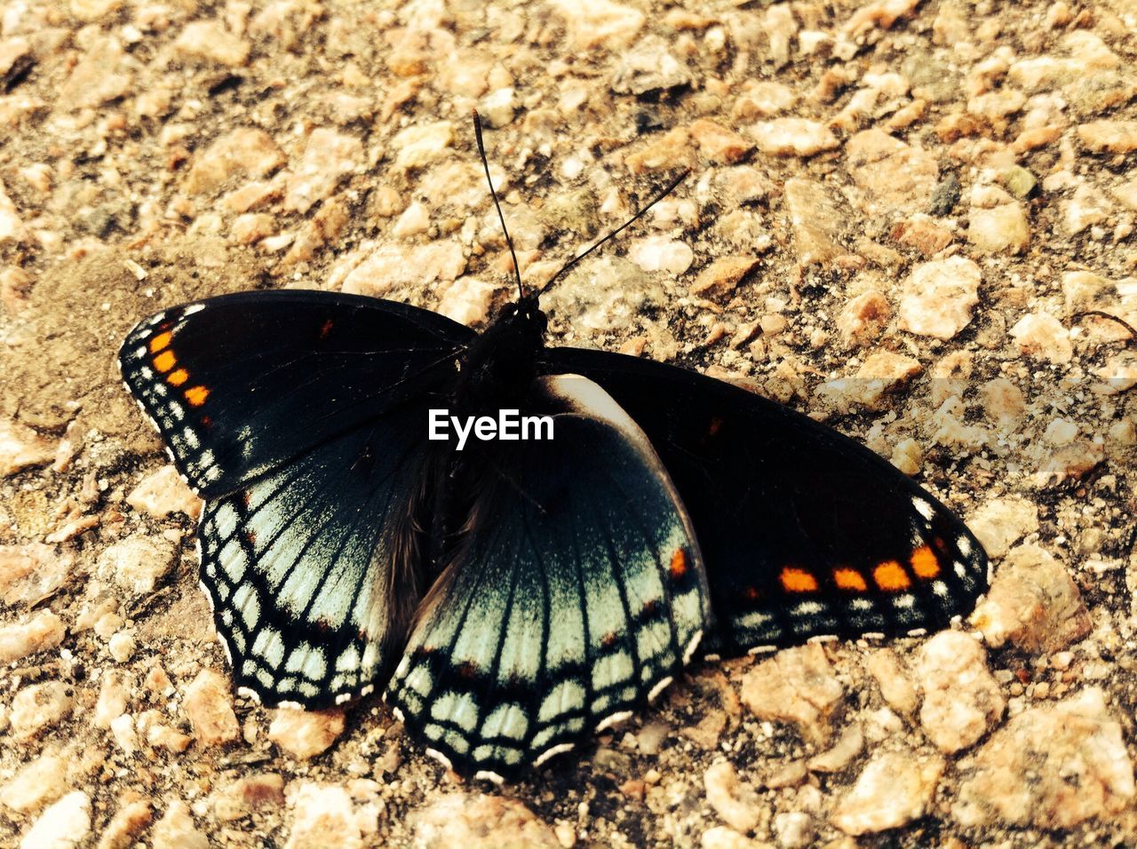 Extreme close up of butterfly on ground