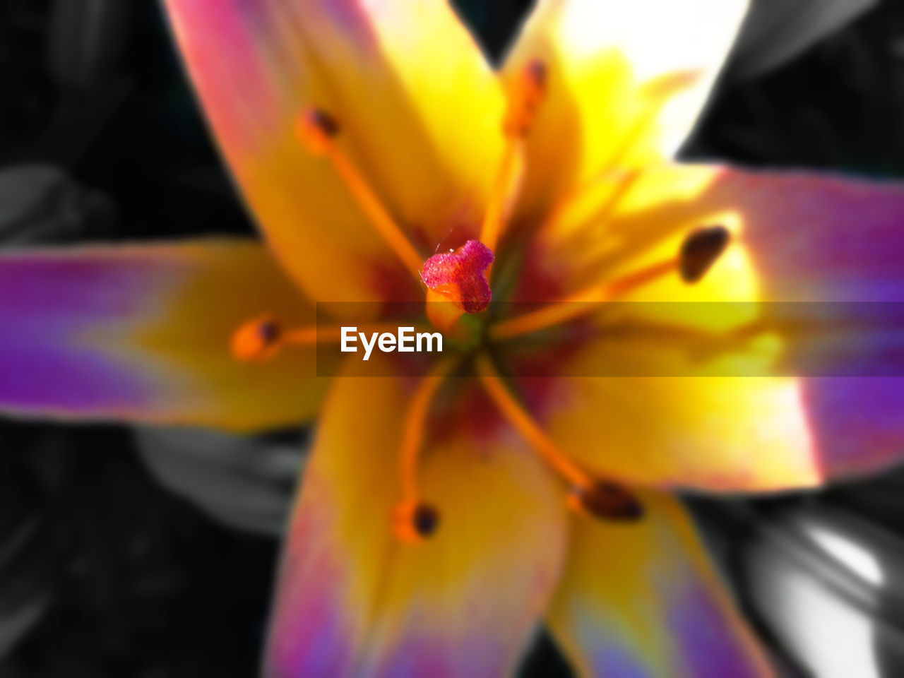 CLOSE-UP OF YELLOW FLOWERS