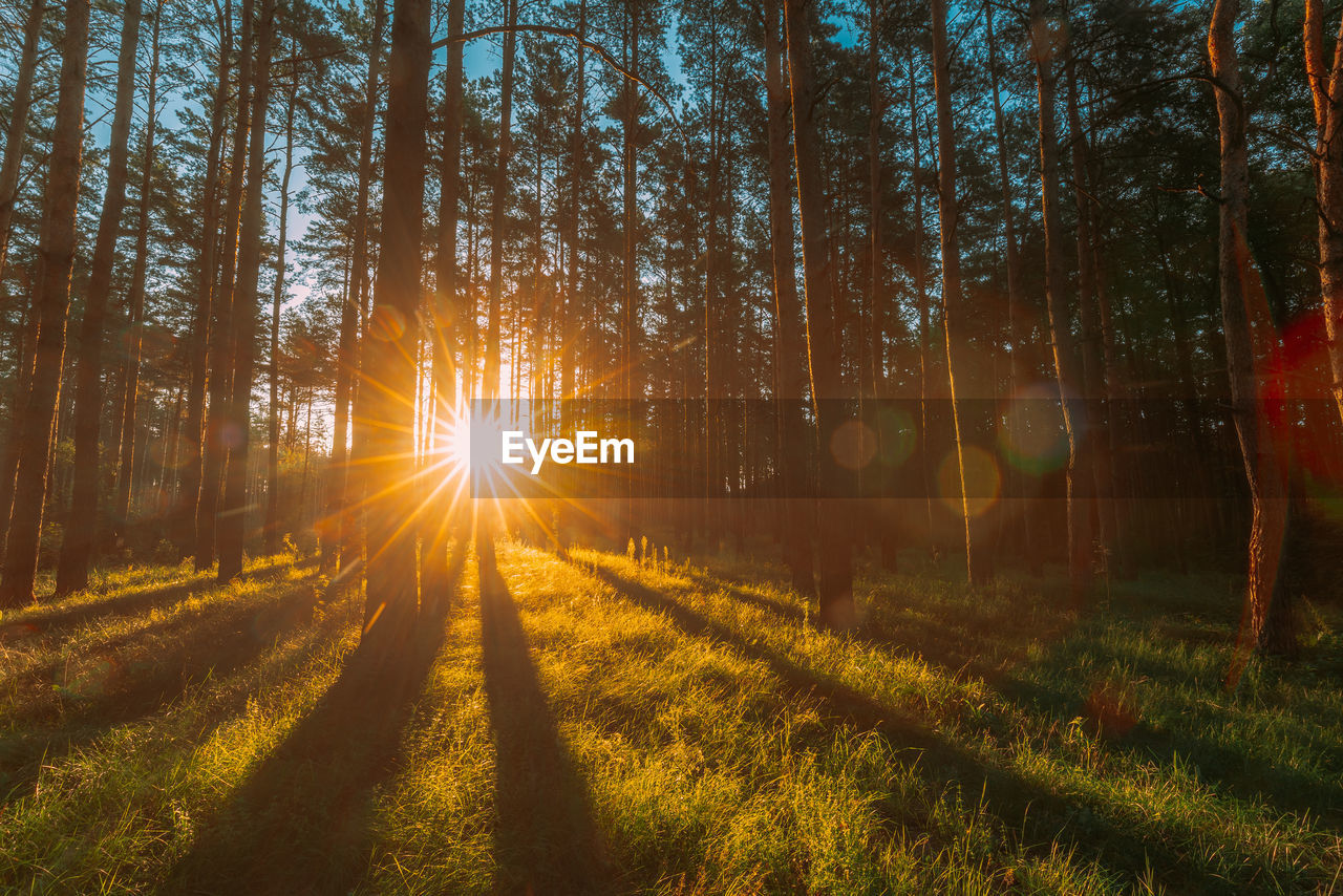 SUN STREAMING THROUGH TREES IN FOREST