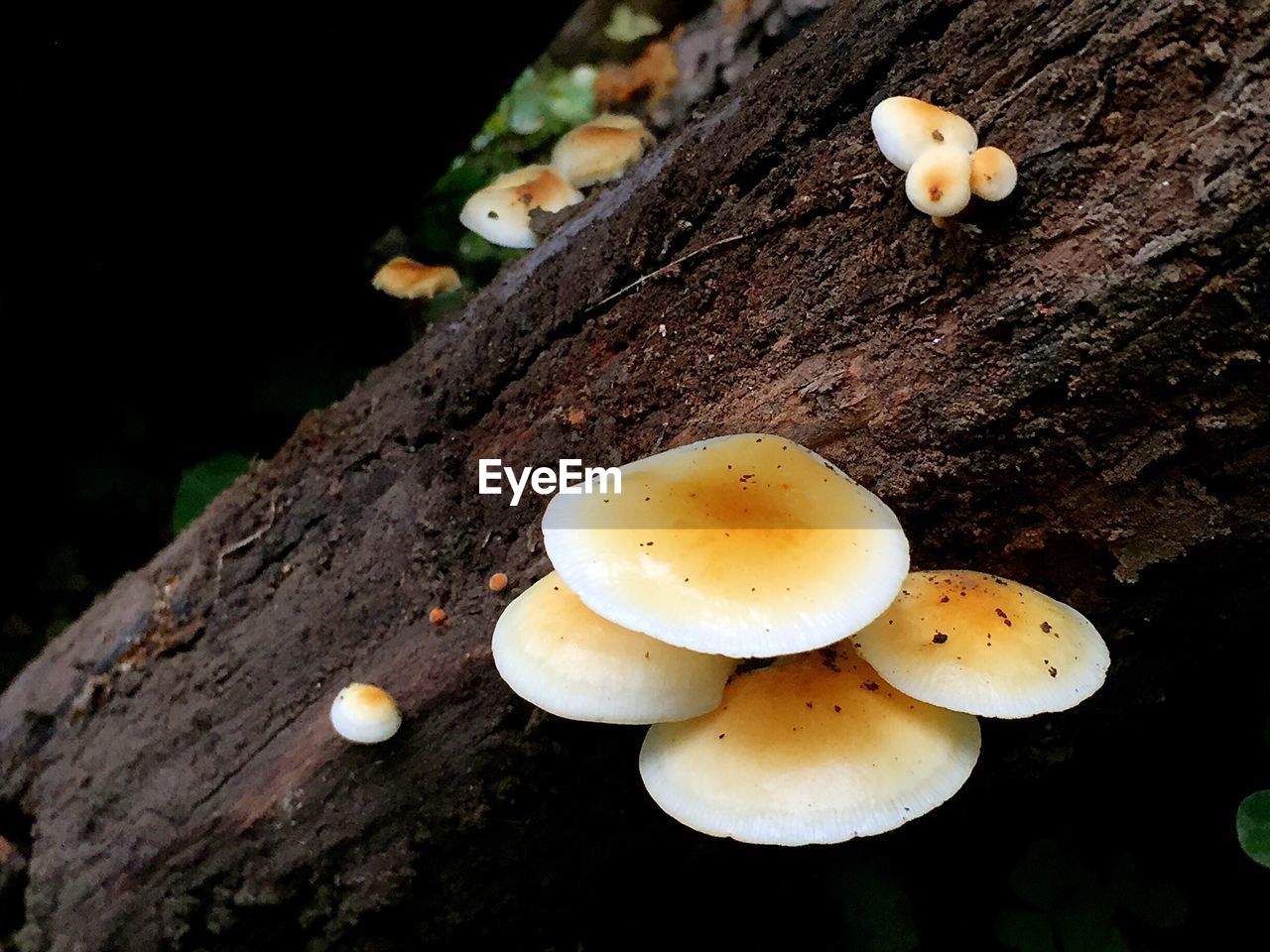 VIEW OF EGGS IN WATER