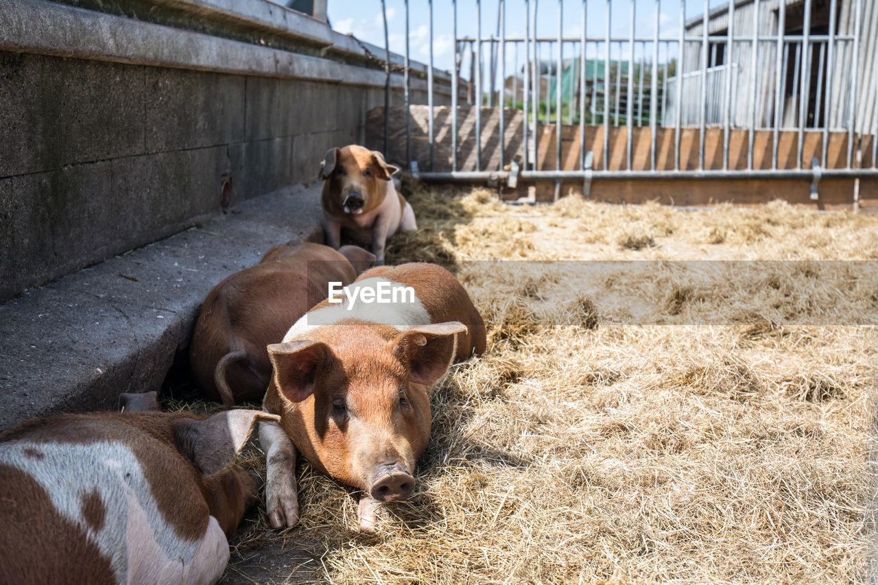 Pigs relaxing on grass