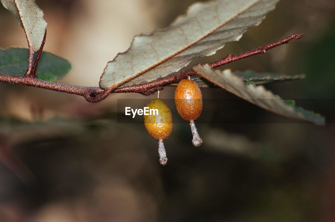 Close-up of fruits growing on tree