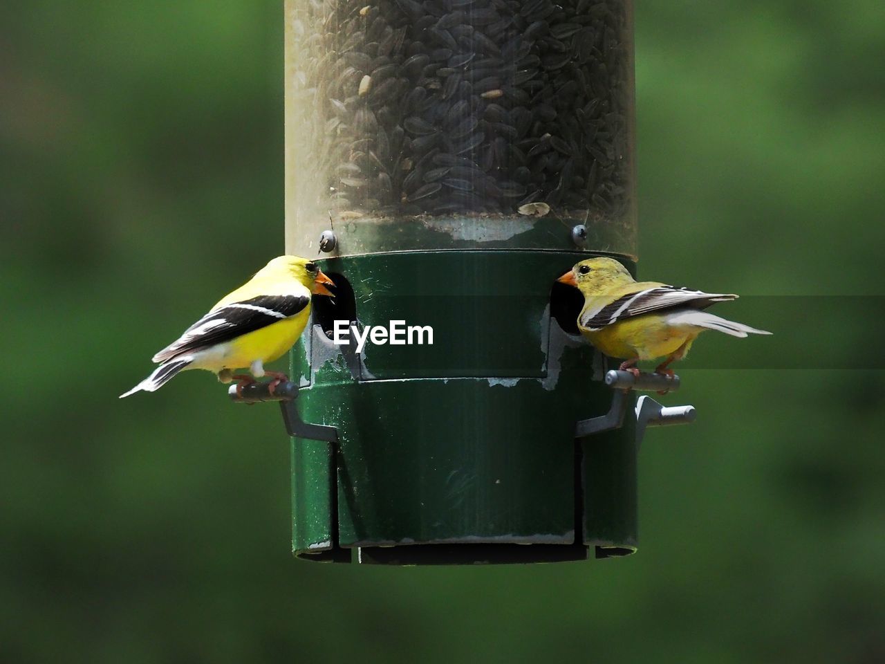 CLOSE-UP OF BIRD PERCHING ON FEEDER AT NIGHT