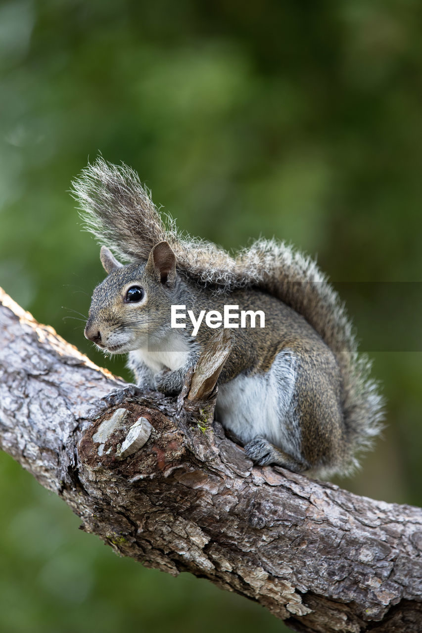 CLOSE-UP OF SQUIRREL ON BRANCH