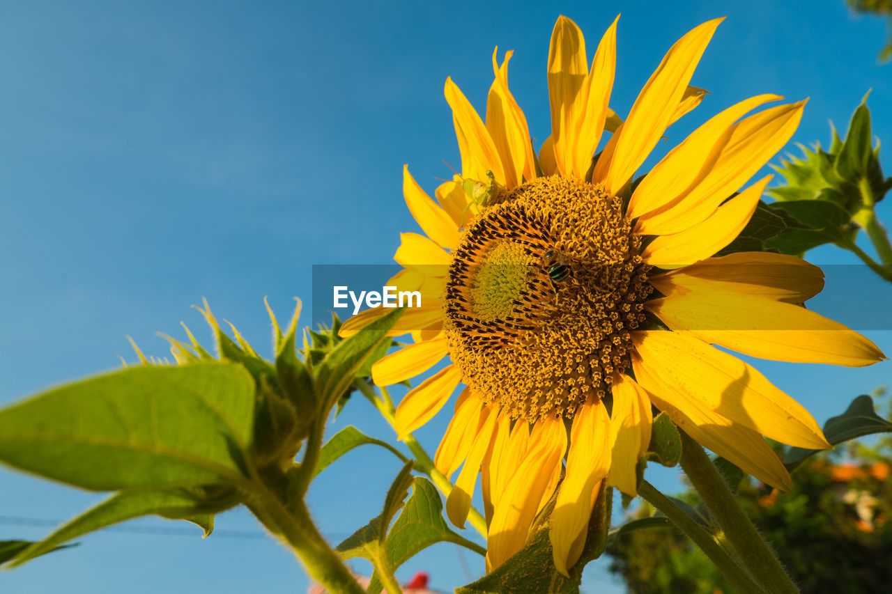 Close-up of sunflower