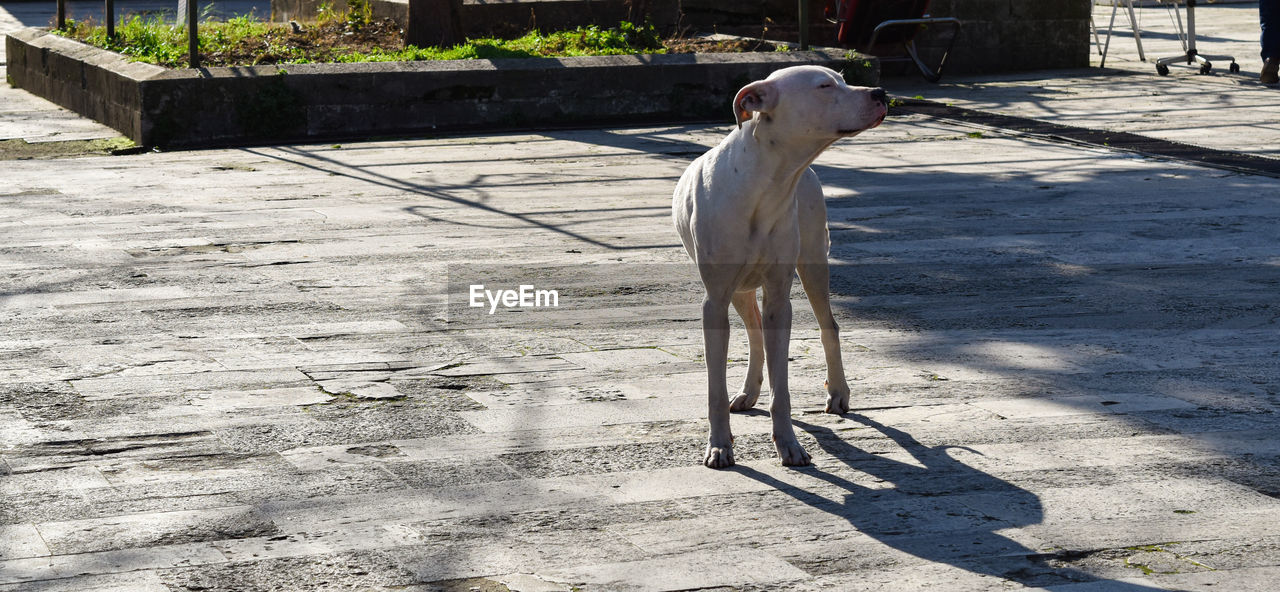 DOG STANDING IN FOOTPATH