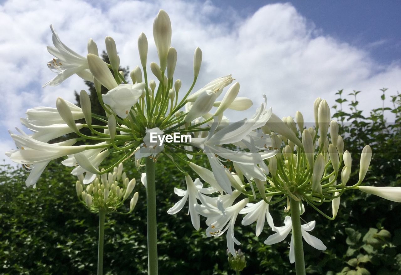 Close-up of white agapanthus blooming on field