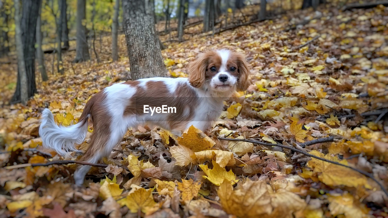 VIEW OF DOG LYING ON LAND