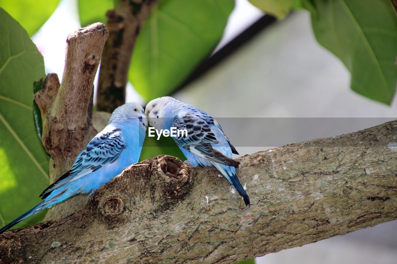 Close-up of two parakeets kissing 