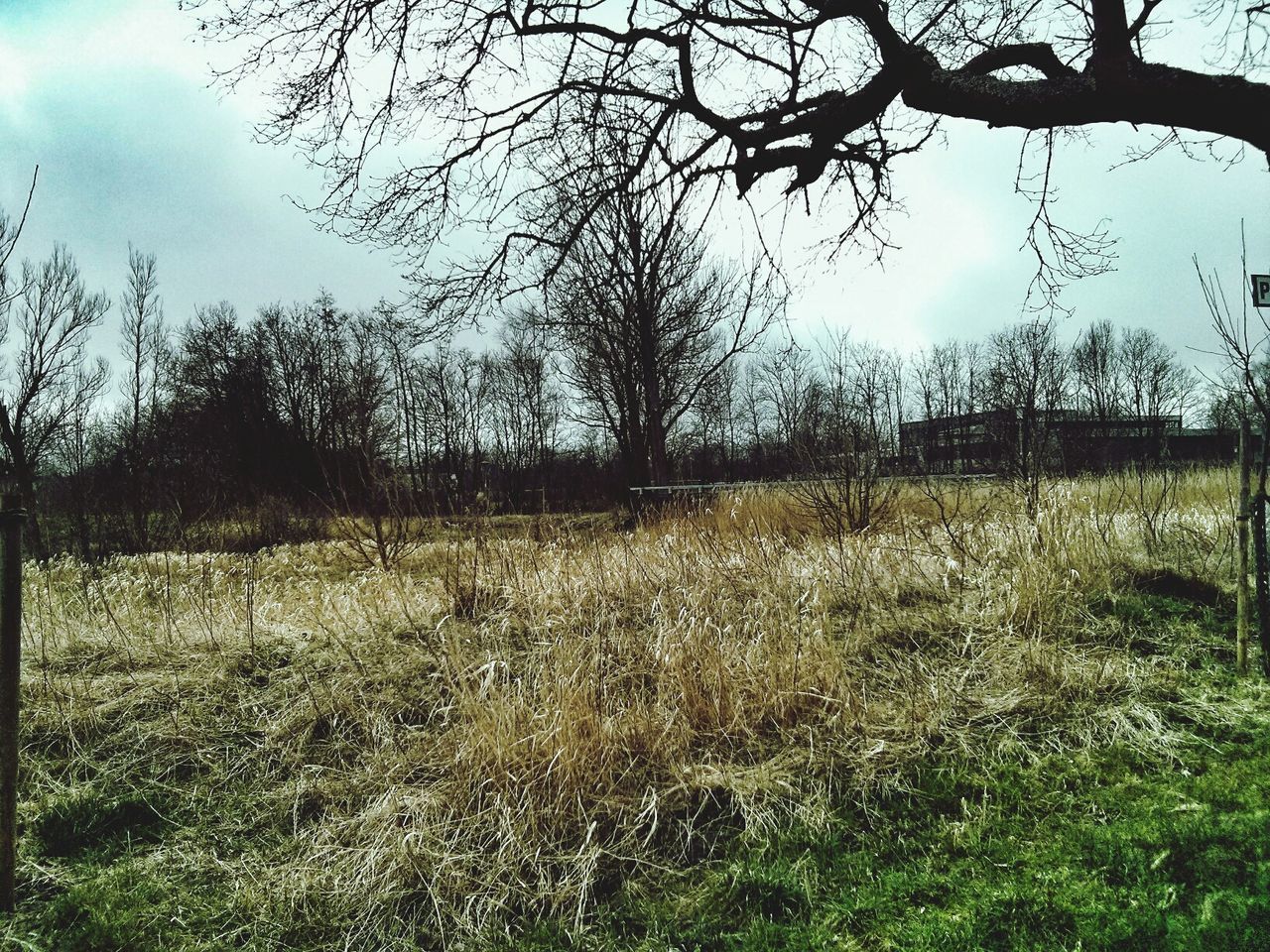 View of dry bushes and bare trees in field