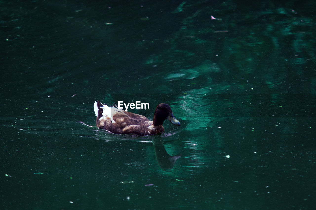 DUCK SWIMMING IN LAKE