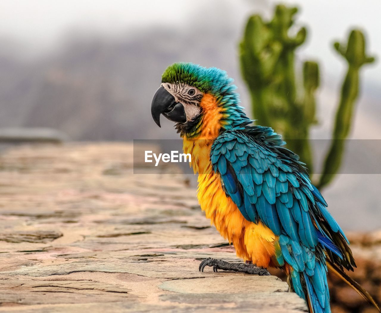 CLOSE-UP OF A BIRD PERCHING ON BRANCH