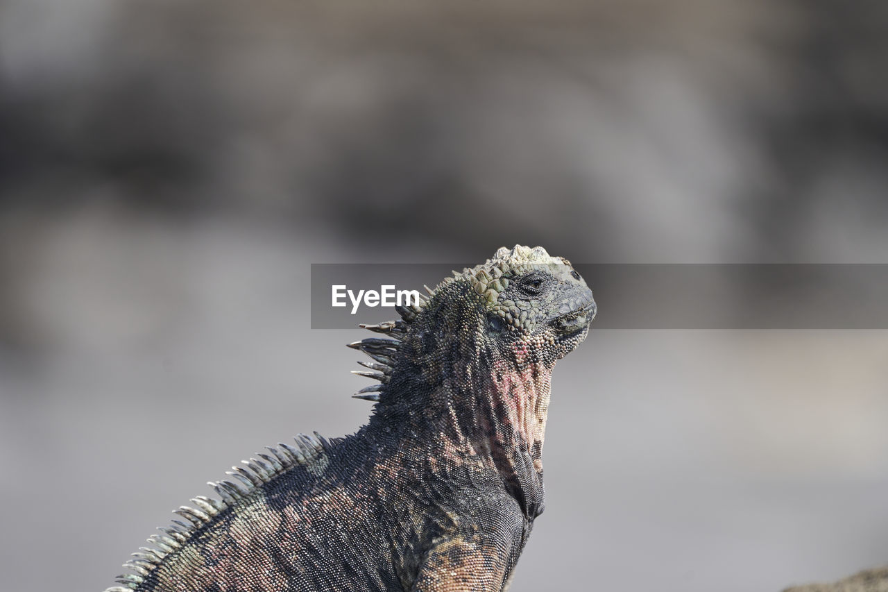 Marine iguana, amblyrhynchus cristatus, also sea, saltwater, or galápagos marine iguana on lava rock