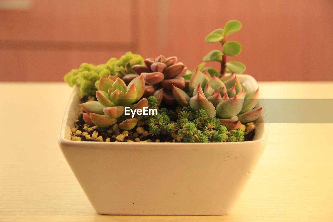 Close-up of potted succulent plants on table