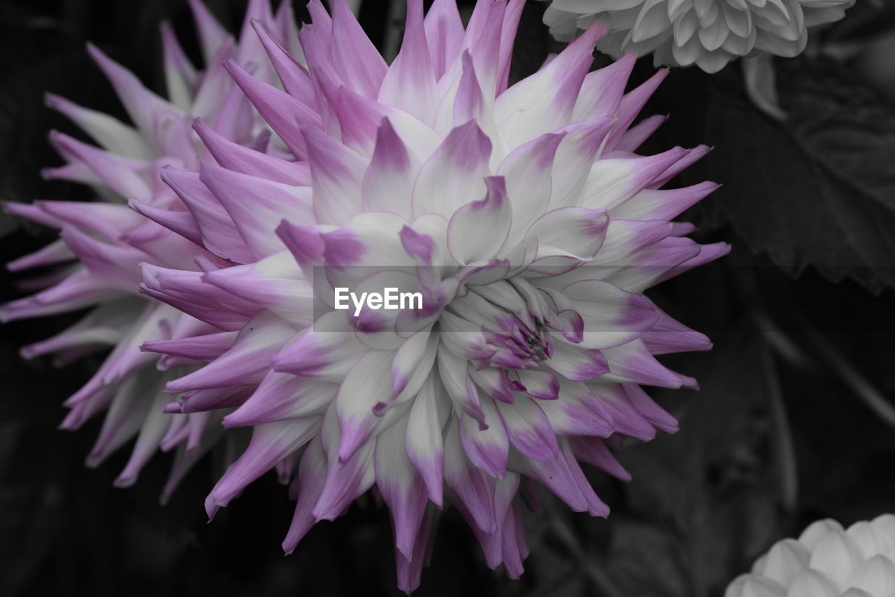 Close-up of flower blooming outdoors