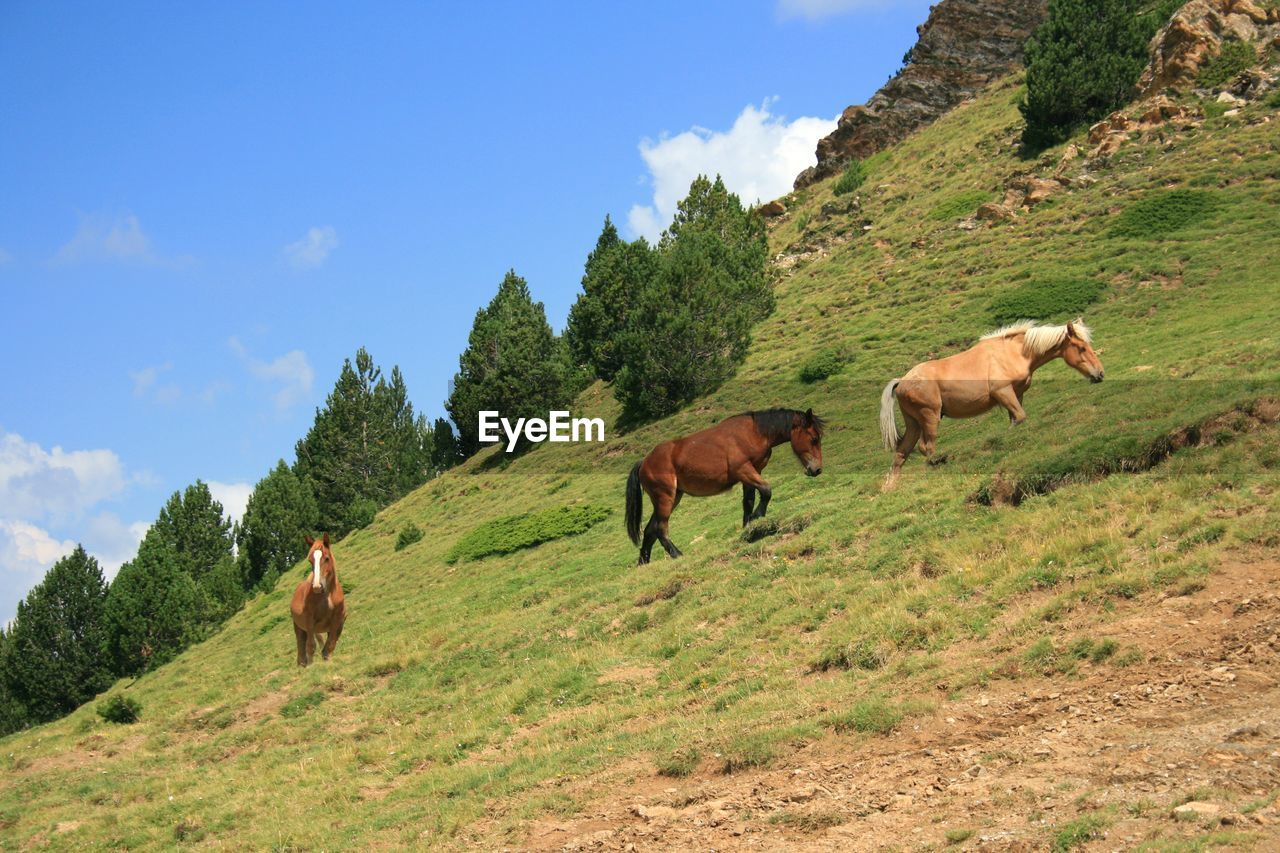 HORSES IN A FIELD